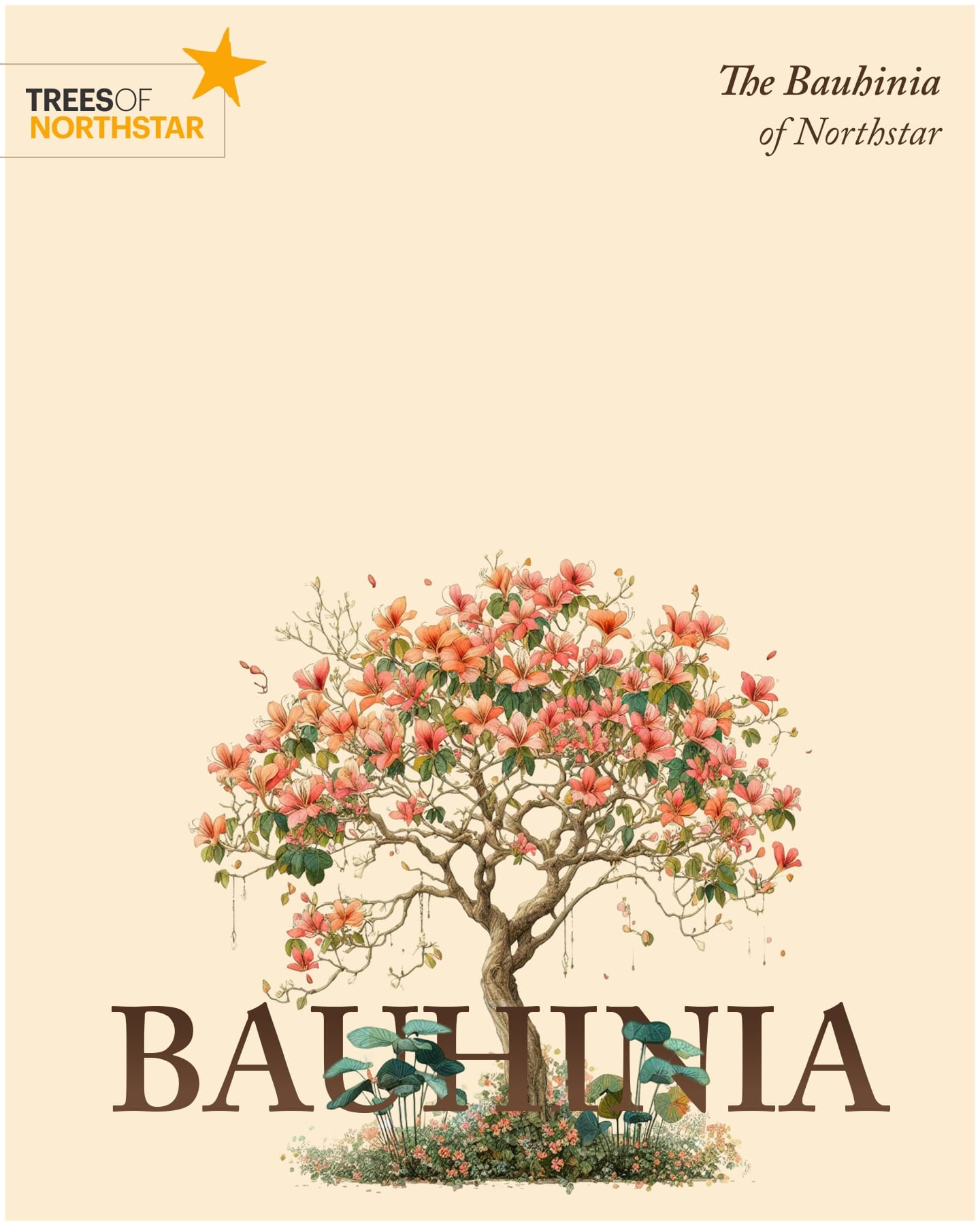 Homage Bauhinia