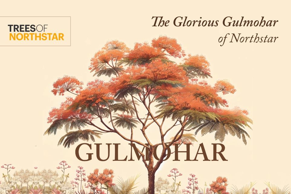 The Glorious Gulmohar of Northstar