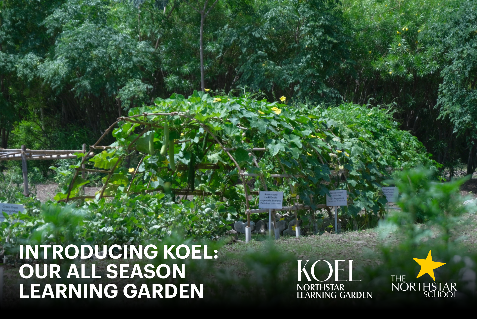 Introducing Koel - Our All Season Learning Garden