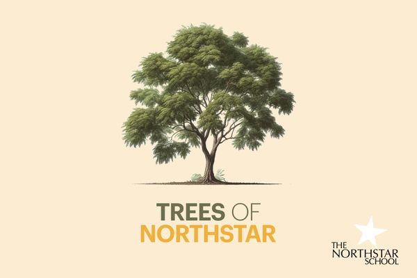 Trees of Northstar