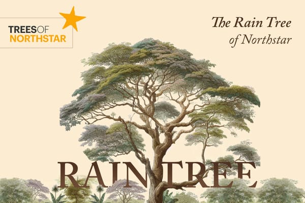 The Rain Tree of Northstar