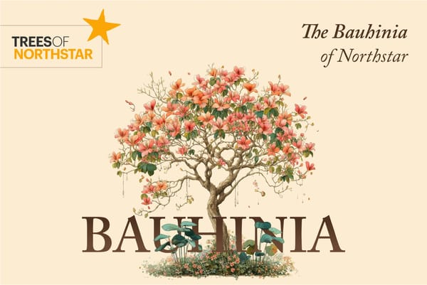 Homage Bauhinia